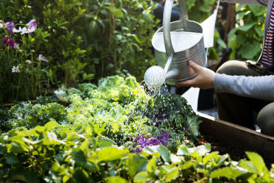 Comment bien arroser son potager ?