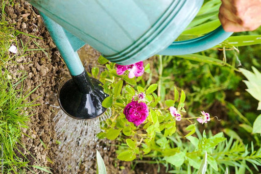 13 astuces pour arroser le jardin correctement en été