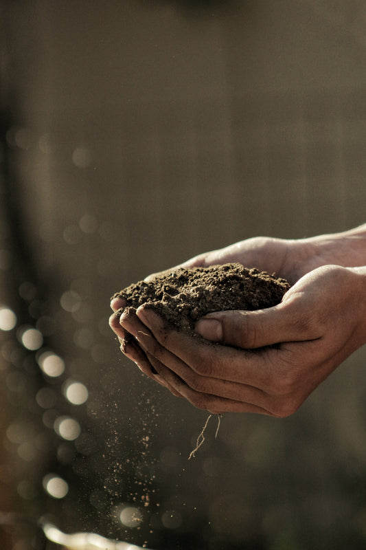 Comment créer un jardin écologique ?