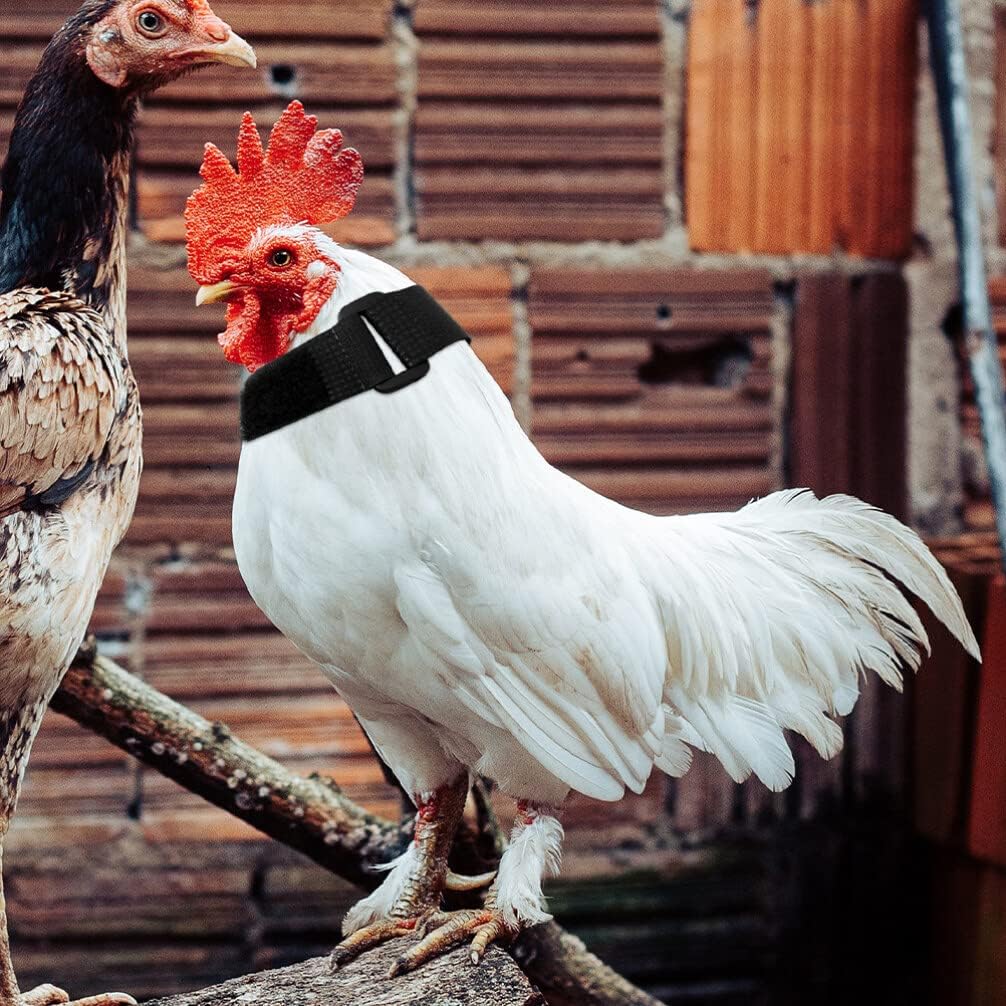 Jardioui 10 Colliers (2.90 €/ pcs) / Noir Collier Anti-Cri Réglable pour Poulets